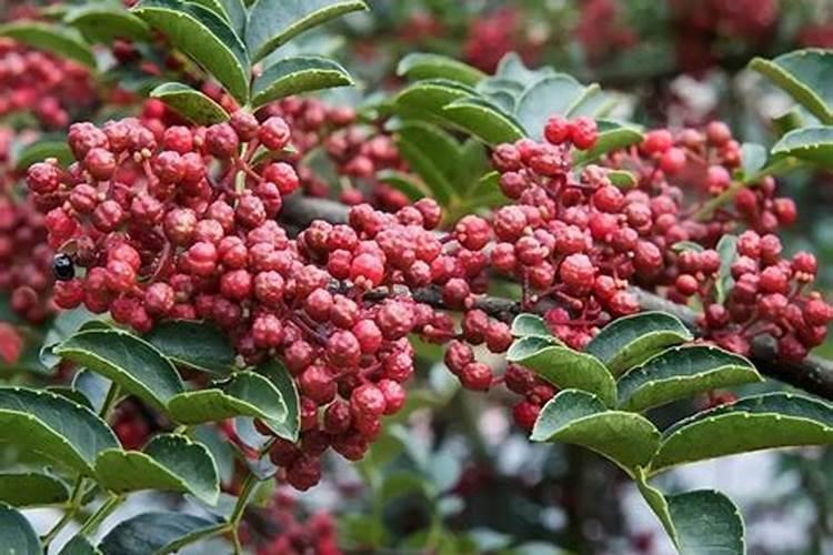 花椒树上什么肥料