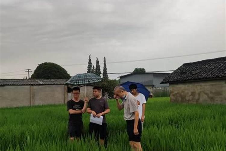 水稻生长到什么期间使用钾肥最合理