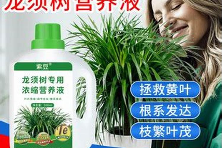 龙须兰可以浇尿素水吗