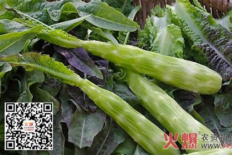 莴笋莲叶面肥喷多了会开裂吗