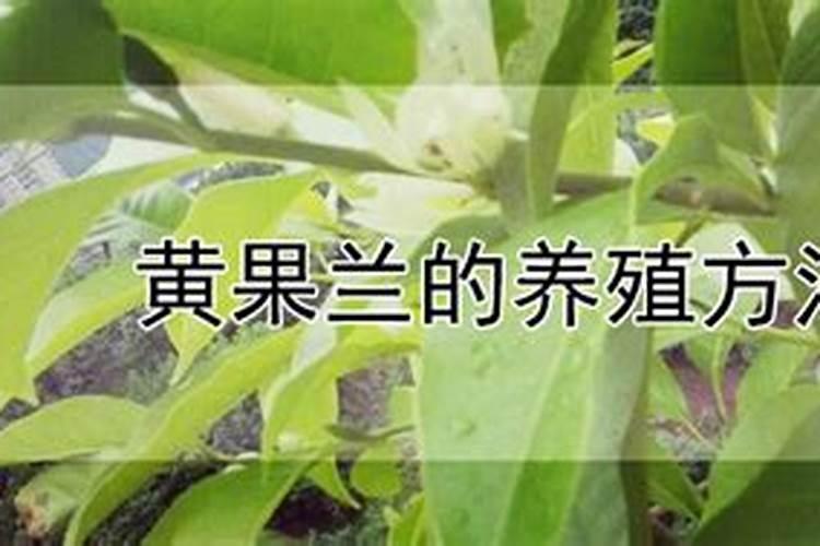 在家里怎样养黄果兰