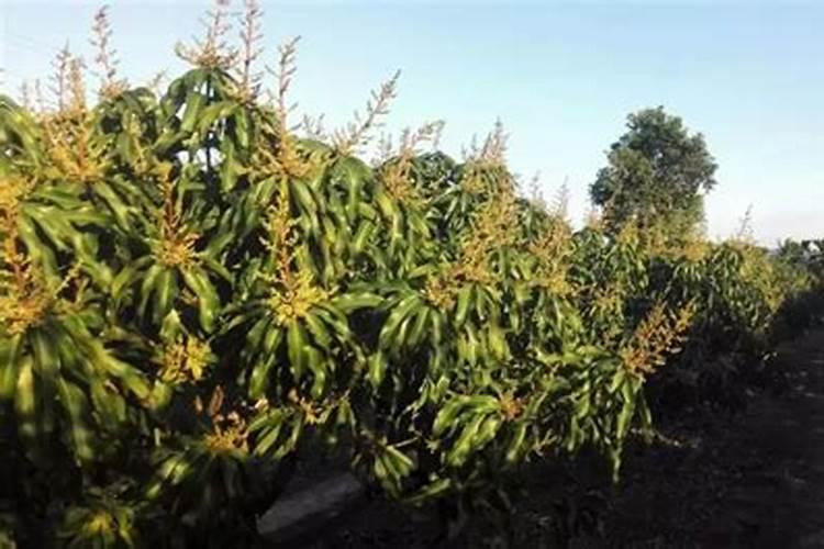 种芒果施什么肥
