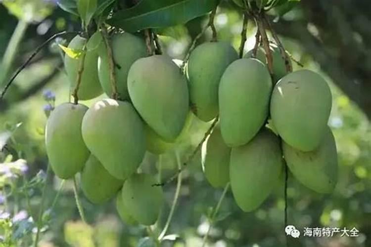 芒果开花结果期种植管理如何做？芒果开花坐果期用什么肥料好