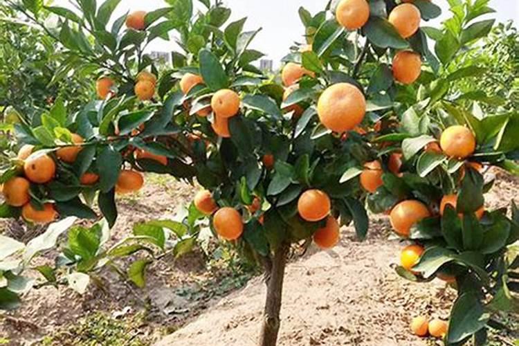 融安大将金桔种植放茶籽饼吗