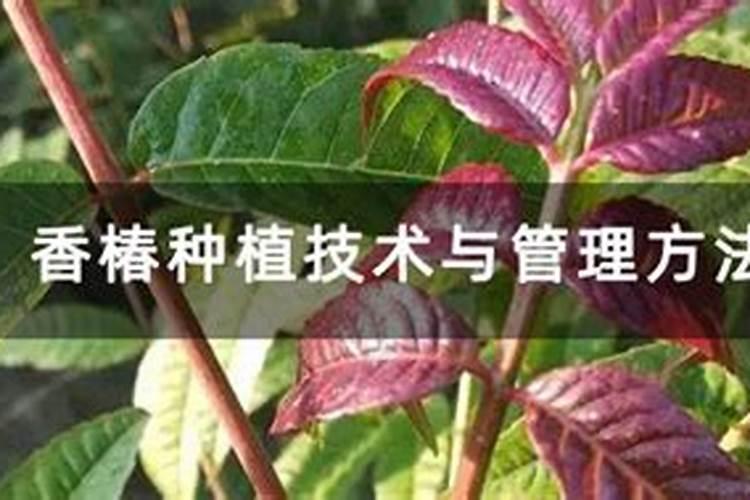 香椿需要什么肥料