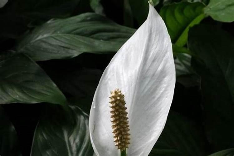白掌怎么养才会开花