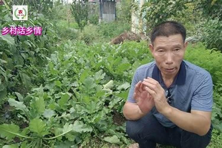 地瓜种植时间方法及管理