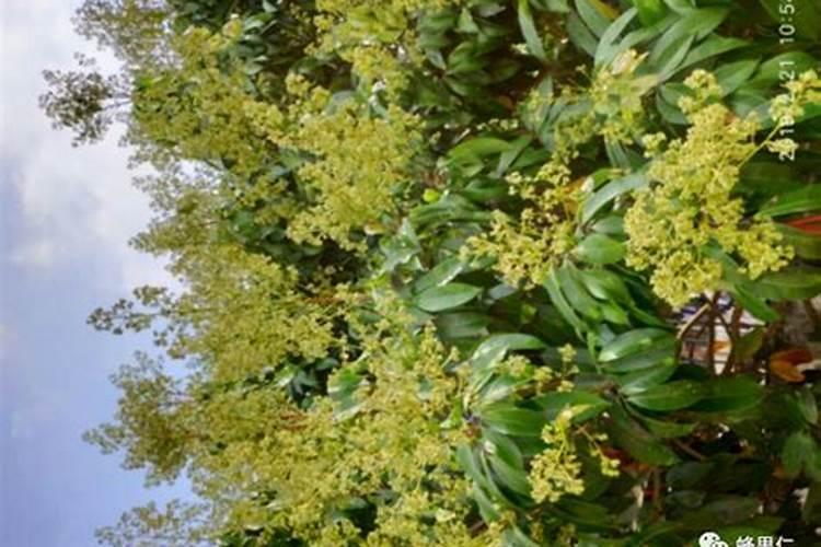 妃子笑荔枝11月嫩叶还没转绿如何处理？