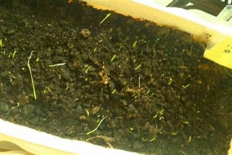 韭菜刚发芽可以施肥吗