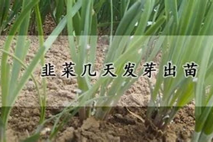 韭菜的施肥很关键,韭菜施肥技术要点有哪些？