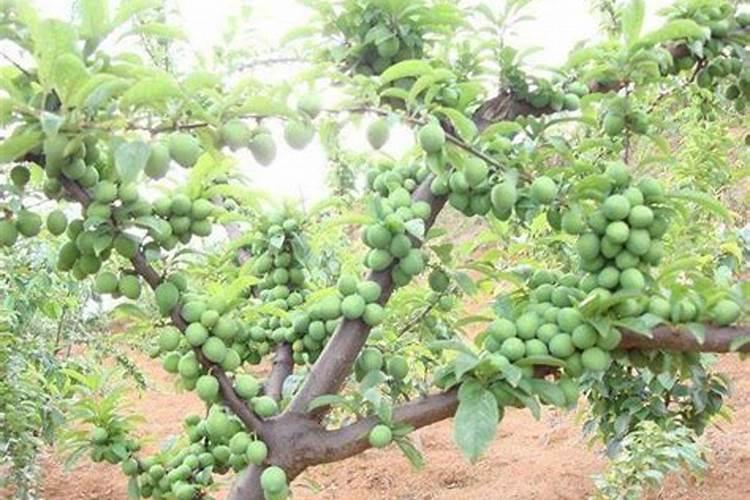 李子树保花保果打什么药最好