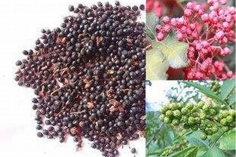 玉米苗期发红是什么情况(玉米幼苗叶子变红是什么原因)