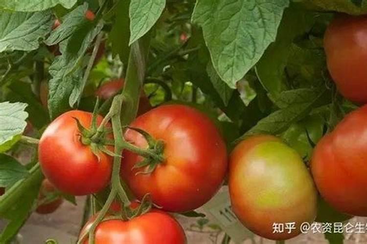 西红柿用什么肥料好 农家肥磷肥高钾复合肥三种肥分阶段施加