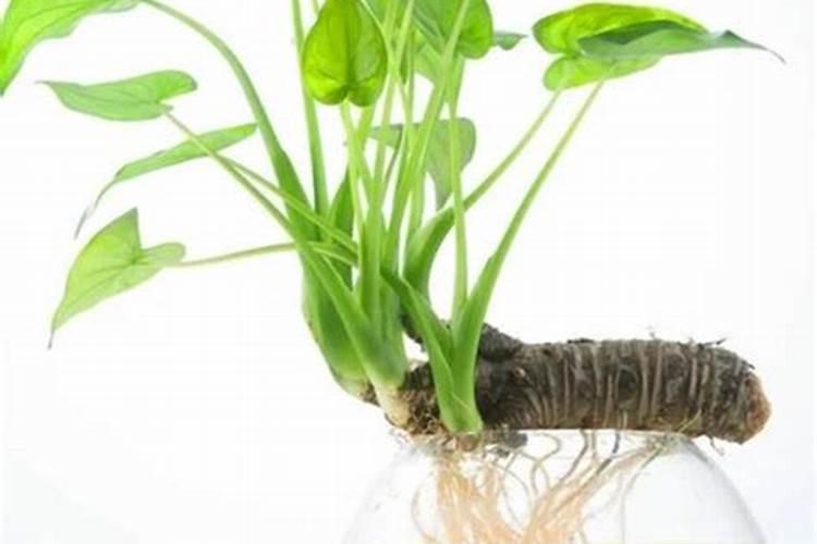这是什么植物？