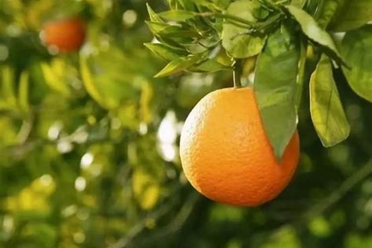 种植大蒜用什么肥料好