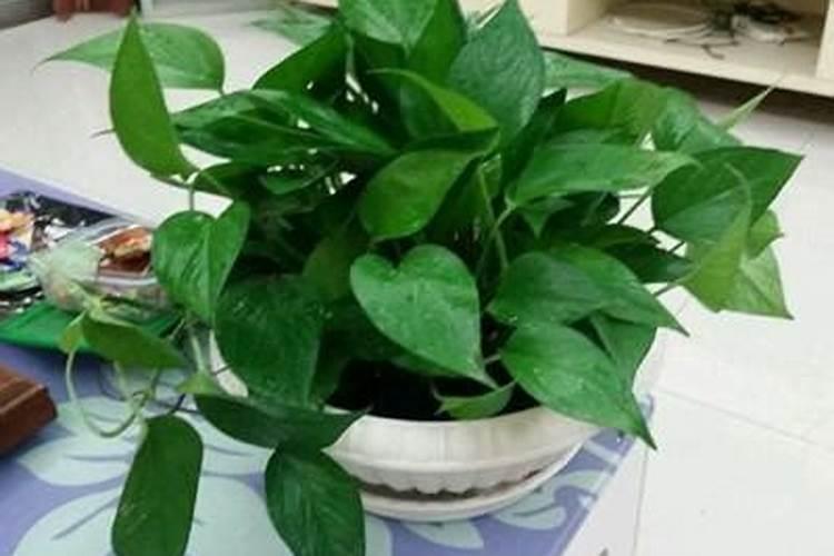 绿萝浇什么肥好