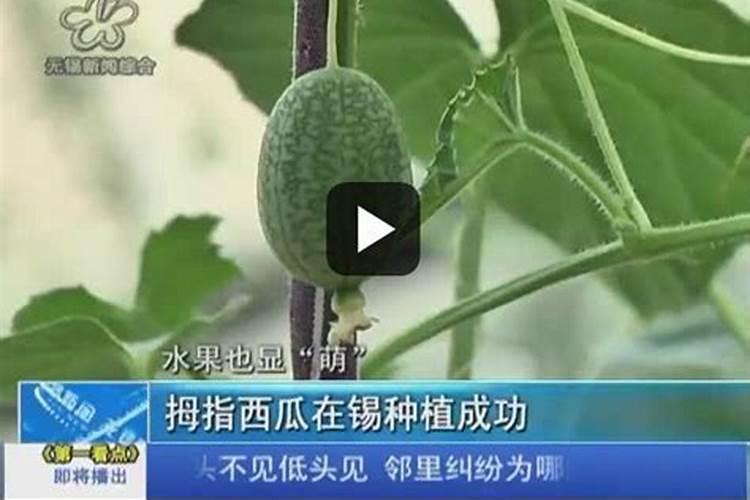 大田西瓜连续三年种植能种吗？