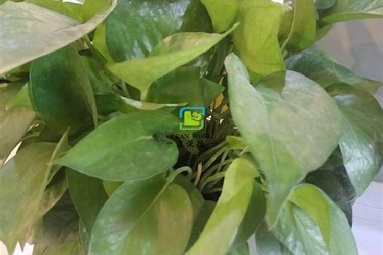 花卉盆栽出现肥害时用什么方法处理？