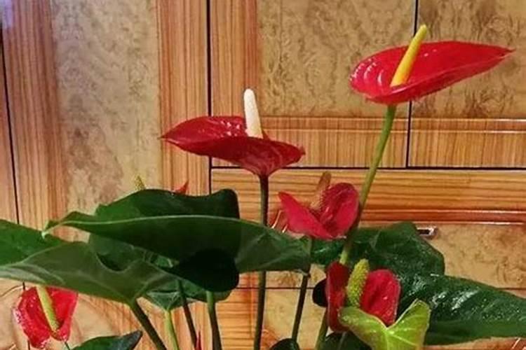 红掌开花时能施肥吗 红掌开花时用不用施肥