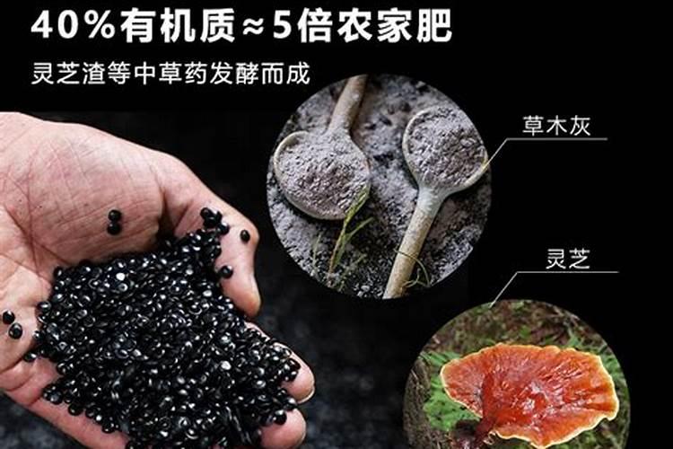 鸡骨草的功效与作用有哪些 鸡骨草怎么吃效果好