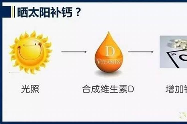 南洋杉如何养