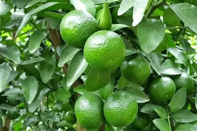 种植柑橘有哪些施肥方法