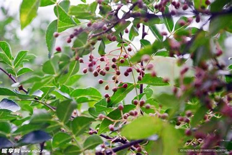 花椒树施什么肥