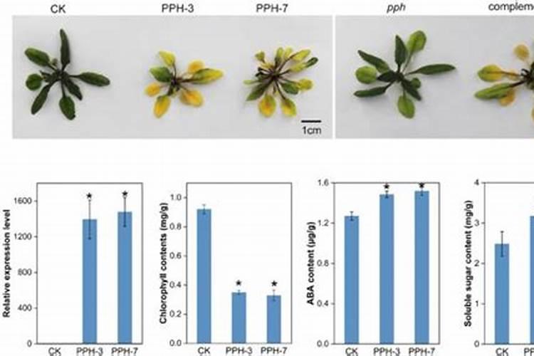 多肉浇叶面肥可以吗？
