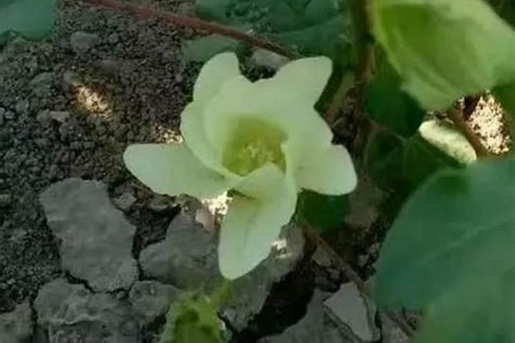 甜菜叶面施肥应把握哪些要点？