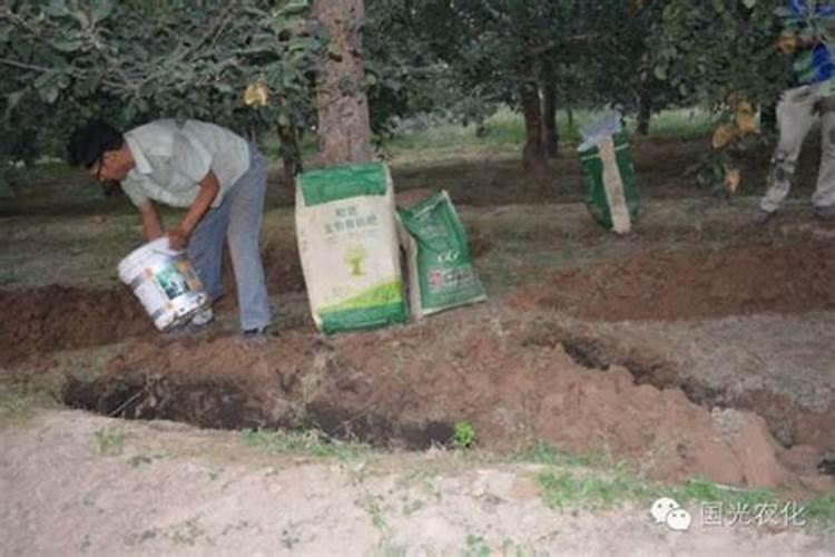 种植苹果甜度怎么提高？什么方法可以提高甜度