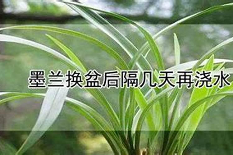 这是什么兰花