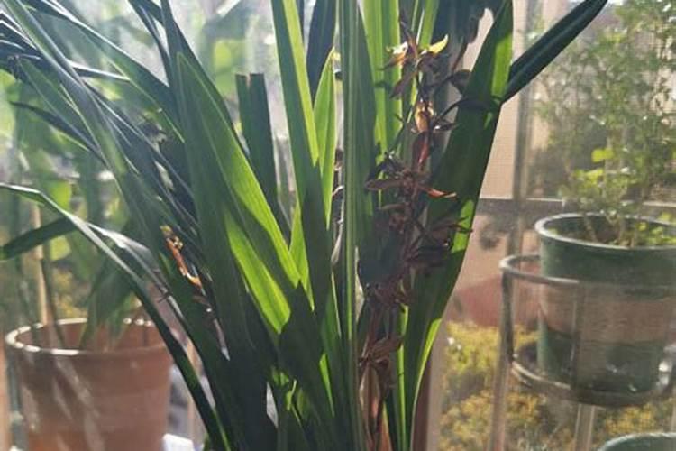 刚换过土的兰种植物能加肥么？