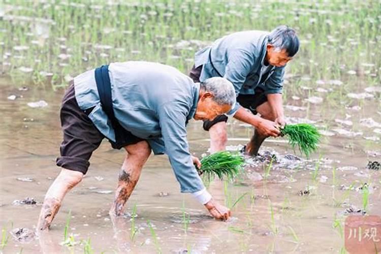 种菜底肥怎样施