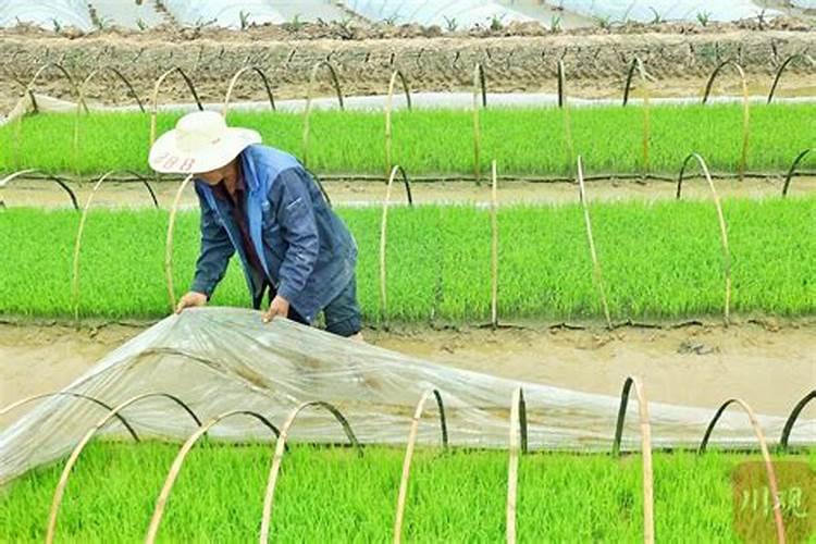 如何给叶菜类蔬菜施肥