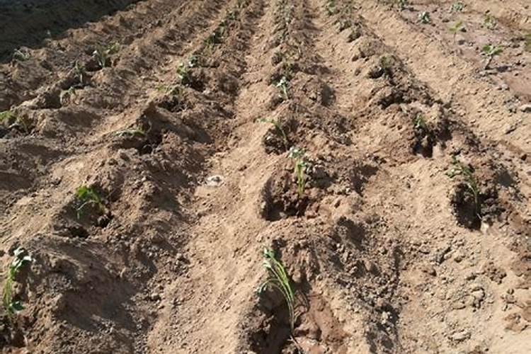 蔬菜出苗后多少天可以施肥