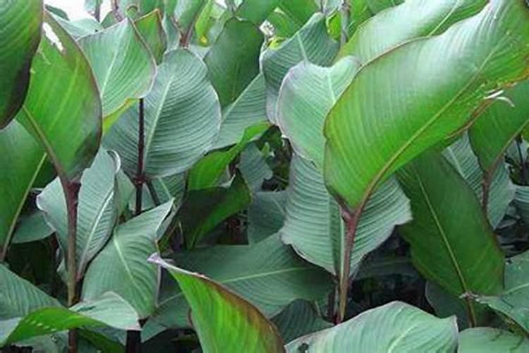 我请问 关于芭蕉芋的高产量种植,施肥,病虫防害,土壤选择等相关技术 希 ...