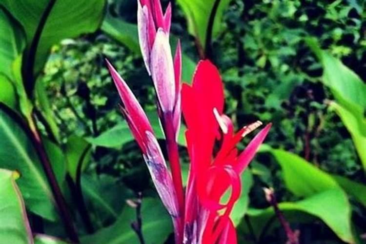 芭蕉芋种植方法是什么