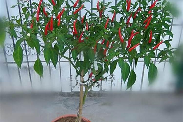 朝天椒被称为“辣椒皇后”,种植时如何提高产量呢？
