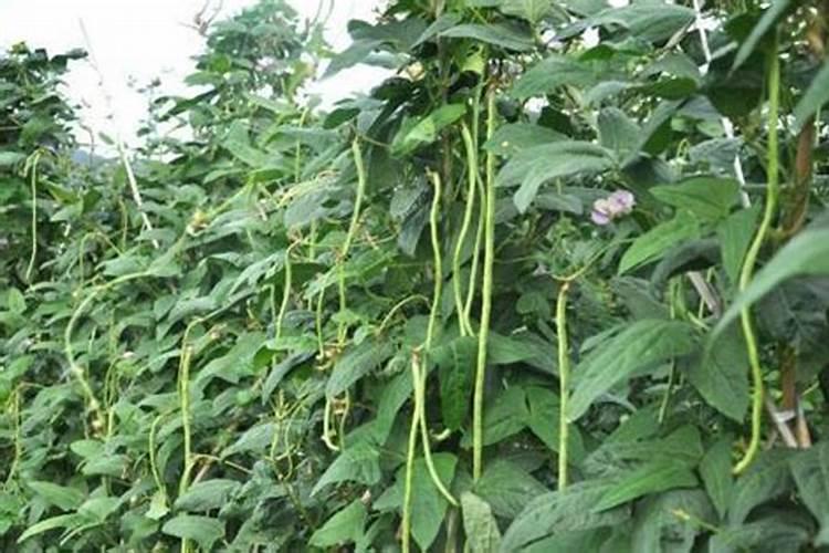 豆角哪时候施肥比较好 豆角什么时候施肥
