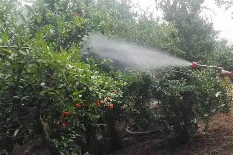 杨梅小树打药时可以加云台素吗