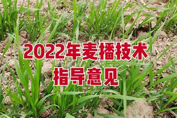 小麦追肥用复合肥好还是尿素好