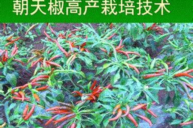 辣椒什么时候喷磷酸二氢钾