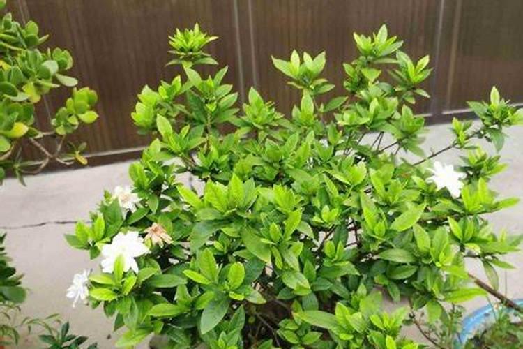 蓝莓十大最佳肥料