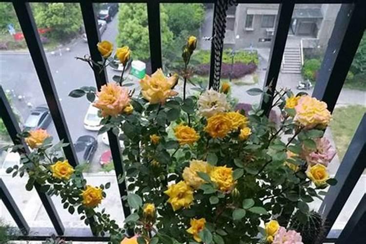 月季花新长的叶子为什么是红色的