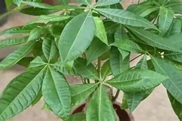 磷氧化合物有哪些