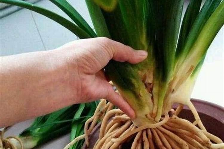 君子兰怎么上肥料