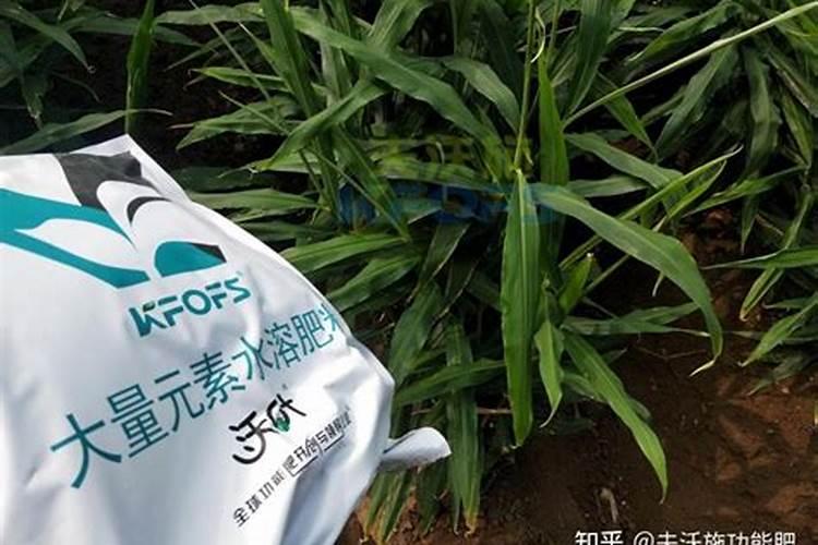 大量元素水溶肥怎么施用