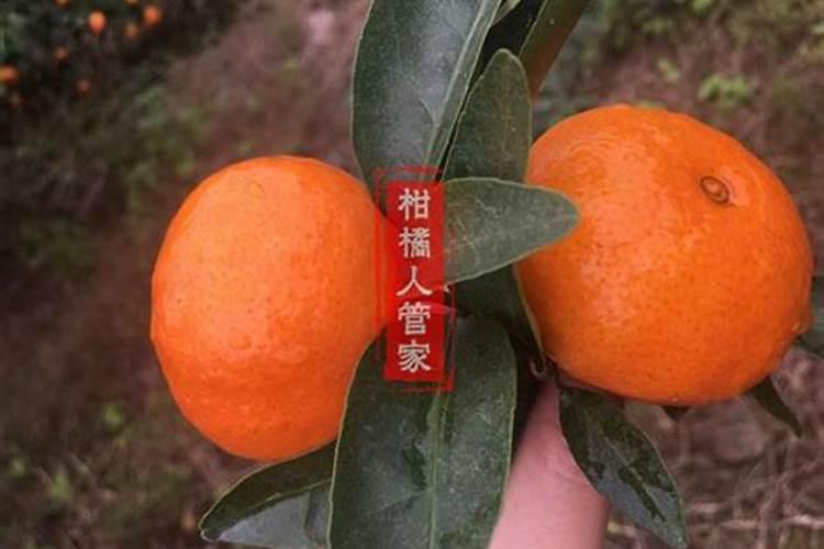 砂糖橘什么时候成熟