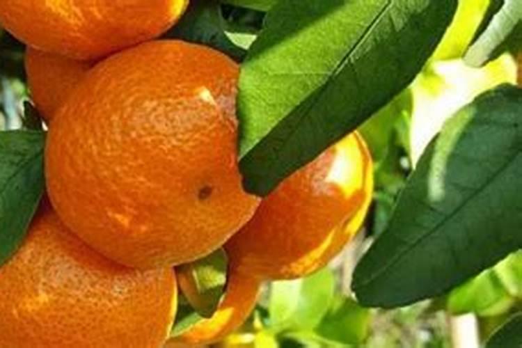 砂糖橘几月份成熟上市