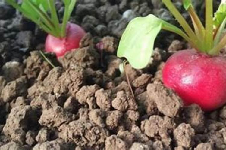 樱桃萝卜的播种时间 有哪些种植方法